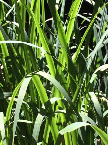 Grass taken with iphone